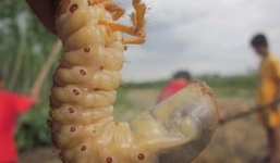 Đặc sản giúp cường dương đắt như tôm tươi